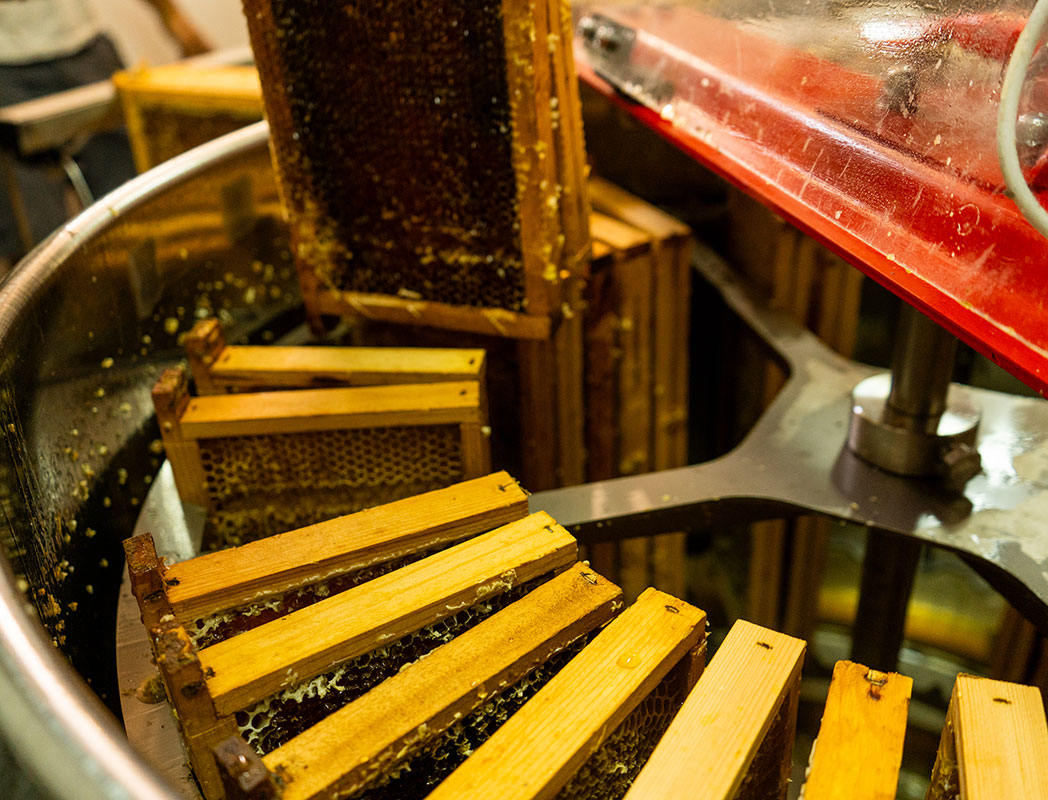 Telaini nello Smielatore, Etesia miele