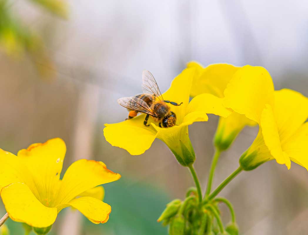 Etesia Mieli: Il Dolce Segreto dell'Antichità