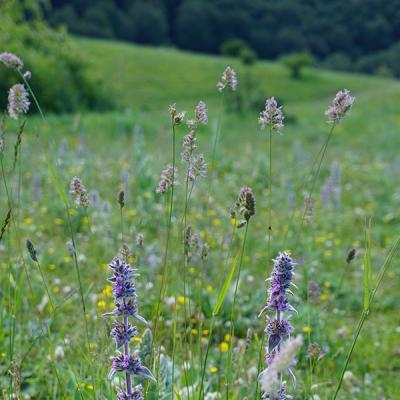 Miele Di Montagna Etesia Particolare Fiori