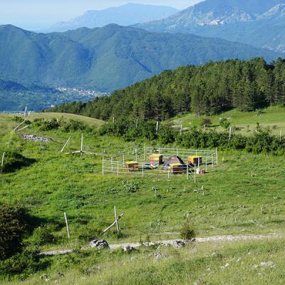 Miele Di Montagna Stazzo